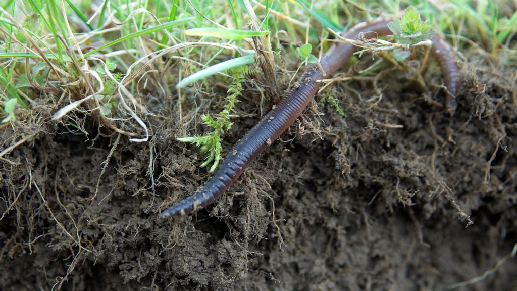 Regenwurm, Boden, Versuchsstation Landwirtschaftliche Böden