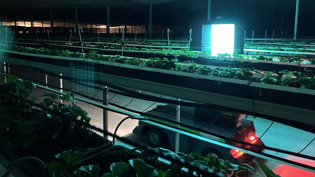 UV-C for Controlling Powdery Mildew in Greenhouse Strawberry Production
