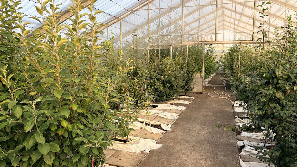 Fruit Tree Conservatory