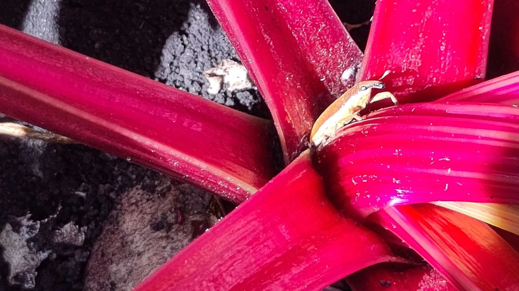 Charançon de la betterave (Lixus juncii) sur betterave rouge