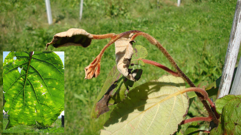 Chancre bactérien du kiwi (Pseudomonas syringae pv. actinidiae)
